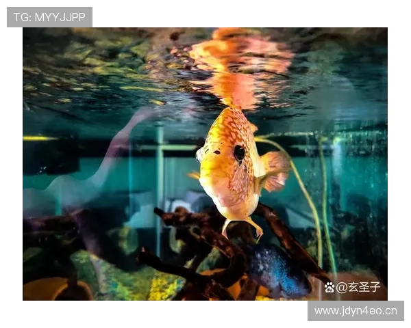 汪顺家里到底是装了多少鱼缸？感觉他一出门都能带着海洋气息了